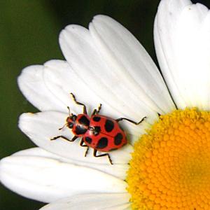 Lasy Daisy