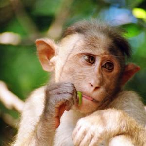 Monkey