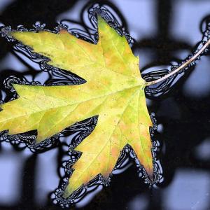 Trellis Reflections