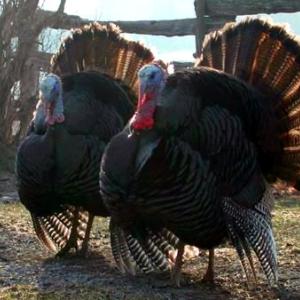 Gobble-Gobble