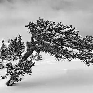 Adaptation to Adversity