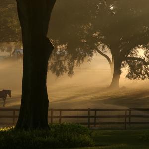 Sunday Morning