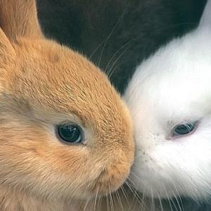 Kissing Cousins