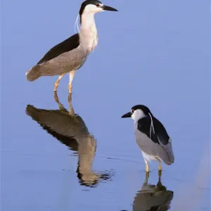 Black Crowned Night Heron