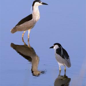 Black Crowned Night Heron