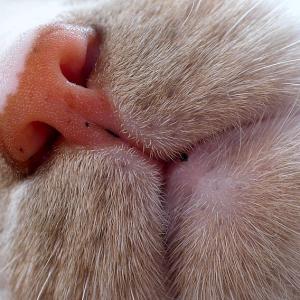 Muzzle