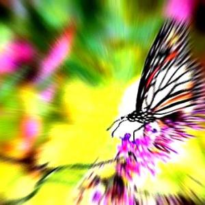 Butterfly Landing