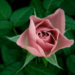 Pink Meidiland