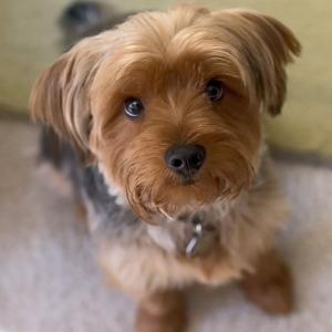 Chico