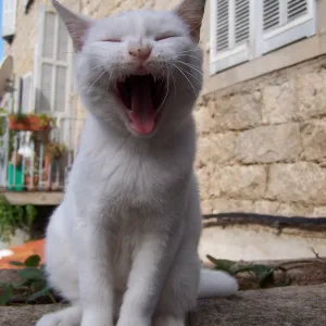 Corsica Cat