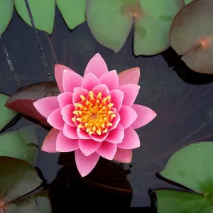 A Day at the Gardens