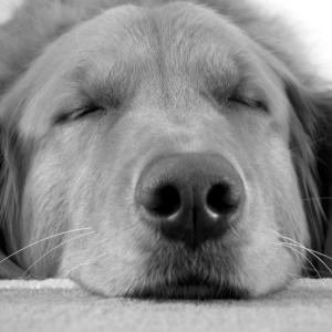 Snoozin'
