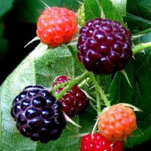 Shades of Berries
