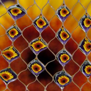 Net Shot Gerbera X
