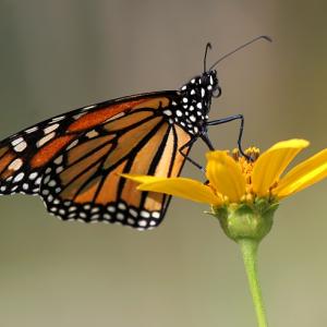 Buckhorn Monarch