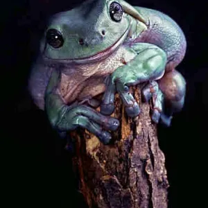 Australian LumpyTree Frog