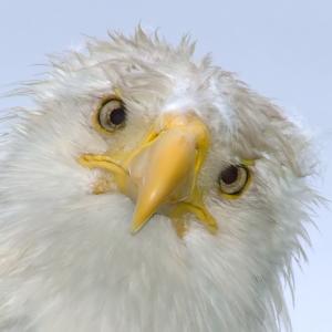 Bad Hair Day