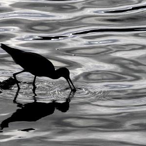 Wading Sandpiper