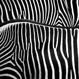 Two Zebras