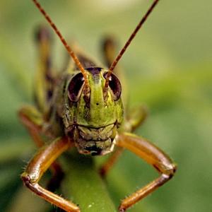 Stalk-er