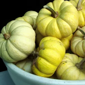 Pumpkins in a Bowl