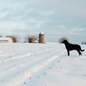 Farm Dog