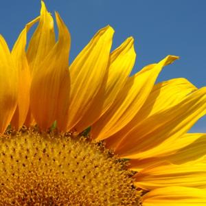 Sunflower Petals