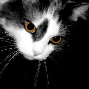 Glamour Puss