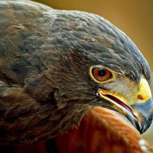 Hawk
