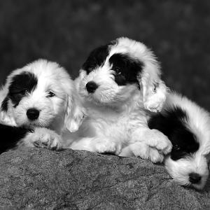 Siblings