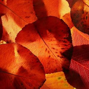 Fall Leaves