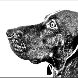 Gracie