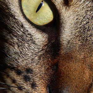 Cat Look