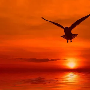 Flying into the Sunset