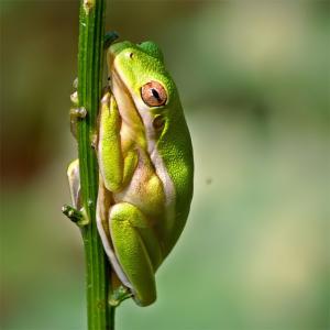 Feeling Froggy
