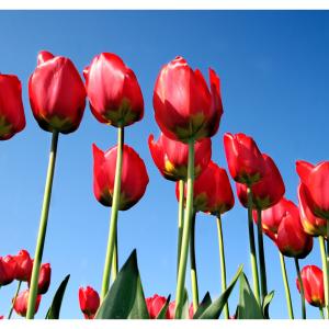 Spring Tulips