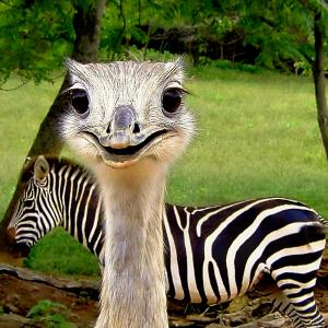 On Safari