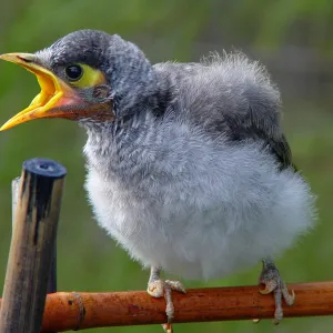 Dinner Time for Junior