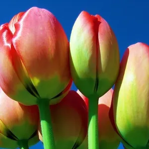 Tulips on Blue