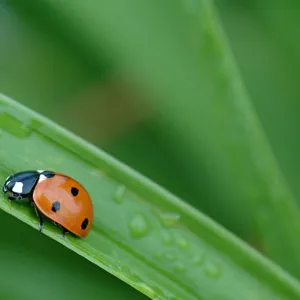 Ladybug, ladybug, fly away