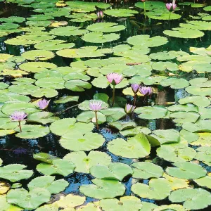 Lily Pads