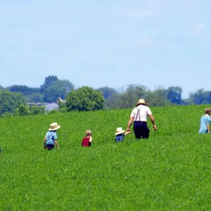 An Amish Family United