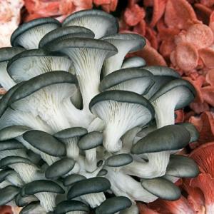 'shrooms