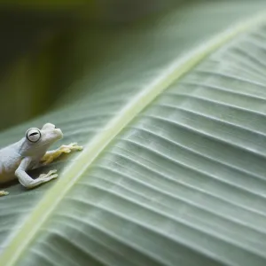 Tree Frog, Costa Rica