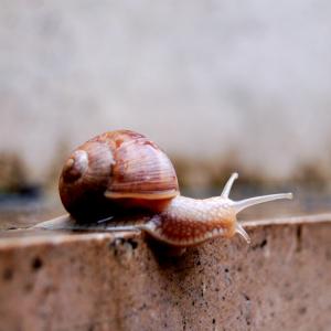 Slow and Easy