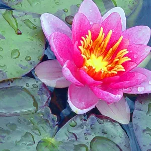 Water Lilly