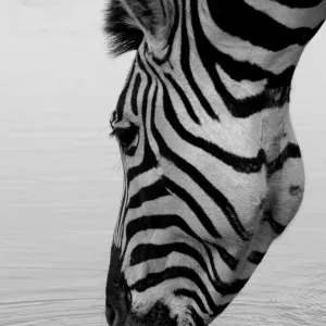 Stopping for a Drink