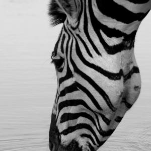 Stopping for a Drink