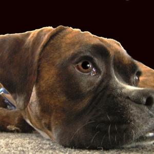 Dog's Life
