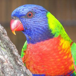 Rainbow Bird